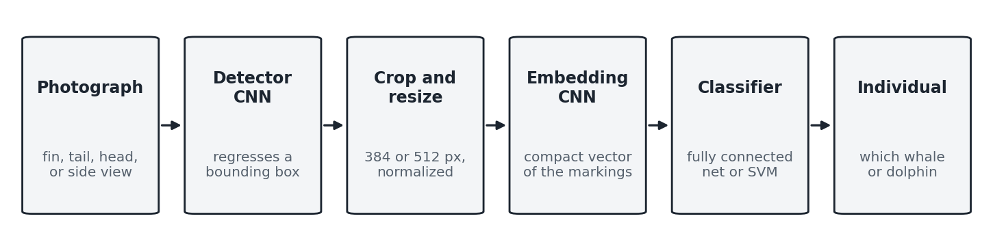 Flow diagram of six stages: photograph, detector CNN, crop and resize, embedding CNN, classifier, individual